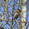 Cedar Waxwing 4 Photograph by David Armstrong Cedar Waxwing 4 Photograph by David Armstrong