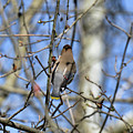 Cedar Waxwing 5 Photograph by David Armstrong Cedar Waxwing 5 Photograph by David Armstrong