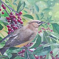 Cedar Waxwing by John Neeve