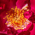 Center of a red rose by Donald Kinney