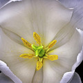Center Of A Tulip Photograph by Endre Balogh Center Of A Tulip Photograph by Endre Balogh