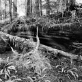 Centuries Old and Sunbeams Photograph by Allan Van Gasbeck Centuries Old and Sunbeams Photograph by Allan Van Gasbeck