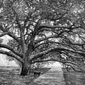 Century Tree 2 in Black and White Painting by Hailey E Herrera Century Tree 2 in Black and White Painting by Hailey E Herrera