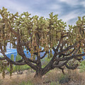 Chained-fruit Cholla Photograph by Jonathan Nguyen Chained-fruit Cholla Photograph by Jonathan Nguyen