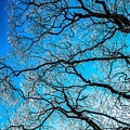 Chaotic System Of Ice Covered Tree Branches With Blue Sky Photograph by Andreas Berthold Chaotic System Of Ice Covered Tree Branches With Blue Sky Photograph by Andreas Berthold
