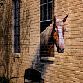 Charleston Horse Mural Photograph by Tom Singleton Charleston Horse Mural Photograph by Tom Singleton