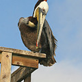 Charlie Brown The Pelican At The Oceanside Pier by Tom Janca