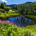 Charming Lake by Evgeni Dinev