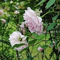 Charming Pale Pink Roses Digital Art by Pamela Smale Williams Charming Pale Pink Roses Digital Art by Pamela Smale Williams