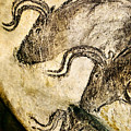 Chauvet - Three Aurochs Digital Art by Weston Westmoreland Chauvet - Three Aurochs Digital Art by Weston Westmoreland