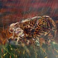 Cheetah Family After The Rains by Sean Connolly Cheetah Family After The Rains by Sean Connolly