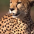 Cheetah Profile Photograph by Russ Considine Cheetah Profile Photograph by Russ Considine