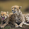 Cheetah with Cub by Daniel Fleming