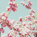 Cherry Blooms Two by Lupen Grainne
