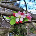 Cherry Blossom Photograph by Heather E Harman Cherry Blossom Photograph by Heather E Harman
