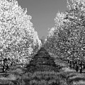 Cherry Blossom Perspective B W Photograph by David T Wilkinson Cherry Blossom Perspective B W Photograph by David T Wilkinson