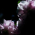 Cherry Blossoms 3 by Mike Smale