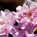 Cherry Blossoms 4 by Mike Smale
