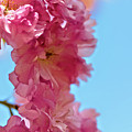 Cherry Blossoms 5 by Mike Smale