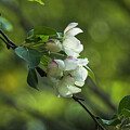 Cherry Blossoms Bokeh by Tana Reiff