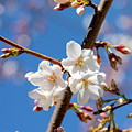 Cherry Blossoms Photograph by David Beechum Cherry Blossoms Photograph by David Beechum