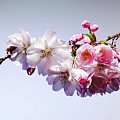 Cherry Blossoms on a Branch Photograph by Susan Savad Cherry Blossoms on a Branch Photograph by Susan Savad
