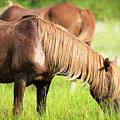 Chestnut horse grazing in a meadow Photograph by Rehna George Chestnut horse grazing in a meadow Photograph by Rehna George