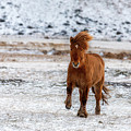 Chestnut Icelandic horse running across a frozen and snowy meado Photograph by Jane Rix Chestnut Icelandic horse running across a frozen and snowy meado Photograph by Jane Rix