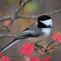 Chickadee Close Call Photograph by Linda Bonaccorsi Chickadee Close Call Photograph by Linda Bonaccorsi