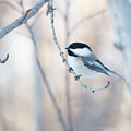 Chickadee Photograph by Karen Rispin Chickadee Photograph by Karen Rispin