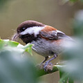 Chickadee Nest Building by Randy Hall