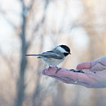Chickadee On Hand Photograph by Karen Rispin Chickadee On Hand Photograph by Karen Rispin