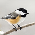Chickadee Painting Mixed Media by Christina Rollo Chickadee Painting Mixed Media by Christina Rollo