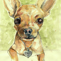 Chihuahua Love by AnneMarie Welsh