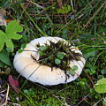 Chilcotin Forest Mushroom Garden Photograph by Nicola Finch Chilcotin Forest Mushroom Garden Photograph by Nicola Finch