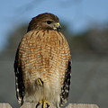 Chilling Hawk Photograph by Heather E Harman Chilling Hawk Photograph by Heather E Harman