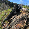Chimney Tops 20 Photograph by Phil Perkins Chimney Tops 20 Photograph by Phil Perkins