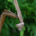 Chinese Mantis Hanging Out by Brian Weber