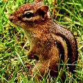 Chipmunk Photograph by John Linnemeyer Chipmunk Photograph by John Linnemeyer