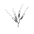 Choanoflagellates Drawing by Kate Solbakk Choanoflagellates Drawing by Kate Solbakk