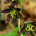 Trio of Chocolate Orchids Photograph by Leslie Struxness Trio of Chocolate Orchids Photograph by Leslie Struxness