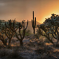 Cholla Backlit Sunset 2 by Dave Dilli