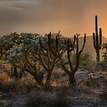 Cholla Backlit Sunset by Dave Dilli