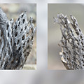 Cholla skeleton Photograph by Karen Rispin Cholla skeleton Photograph by Karen Rispin
