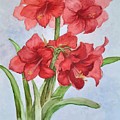 Christmas Amaryllis by Lois Mountz Christmas Amaryllis by Lois Mountz