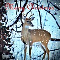 Christmas in the Woods Photograph by Mary Walchuck Christmas in the Woods Photograph by Mary Walchuck