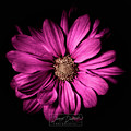Chrysanthemum Photograph by Darcy Dietrich Chrysanthemum Photograph by Darcy Dietrich