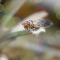 Cicada on Pineapple Tree in Summer Light by Colleen Cornelius Cicada on Pineapple Tree in Summer Light by Colleen Cornelius