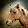 Cinnamon by Maggy Pease