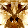 Citrine Commander Photograph by Stephenie Zagorski Citrine Commander Photograph by Stephenie Zagorski